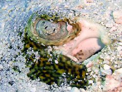 Eye in the sand (cozumel-mexico) by Yannick Abel-coindoz 